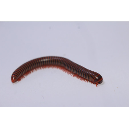 Atopochetus spinimargo