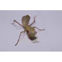 Rhombodera kirbyi
