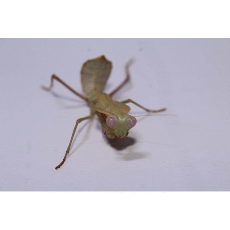 Rhombodera kirbyi