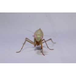 Rhombodera kirbyi