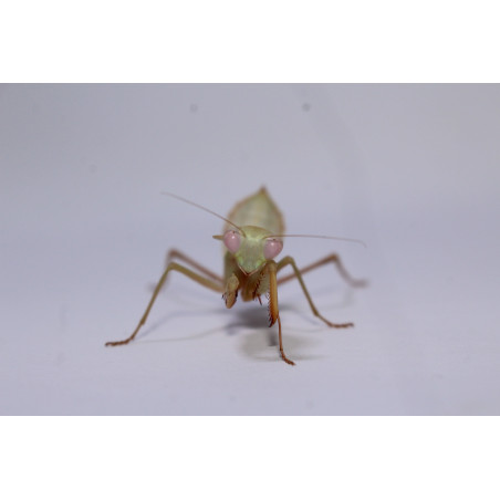 Rhombodera kirbyi