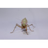 Rhombodera kirbyi