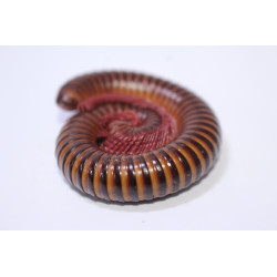Spirostreptus sp. Togo