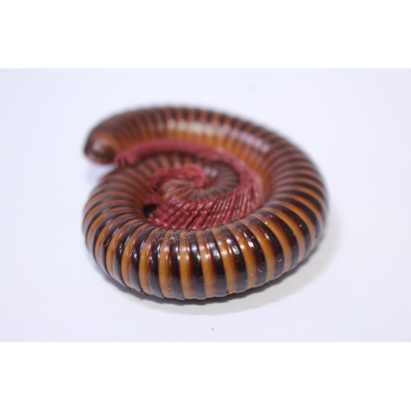 Spirostreptus sp. Togo