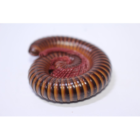 Spirostreptus sp. Togo