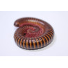 Spirostreptus sp. Togo