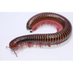 Spirostreptus sp. Togo