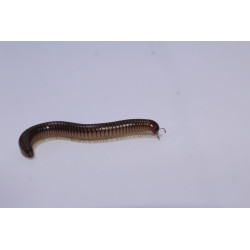 Ommatoilus moreleti