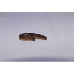 Ommatoilus moreleti