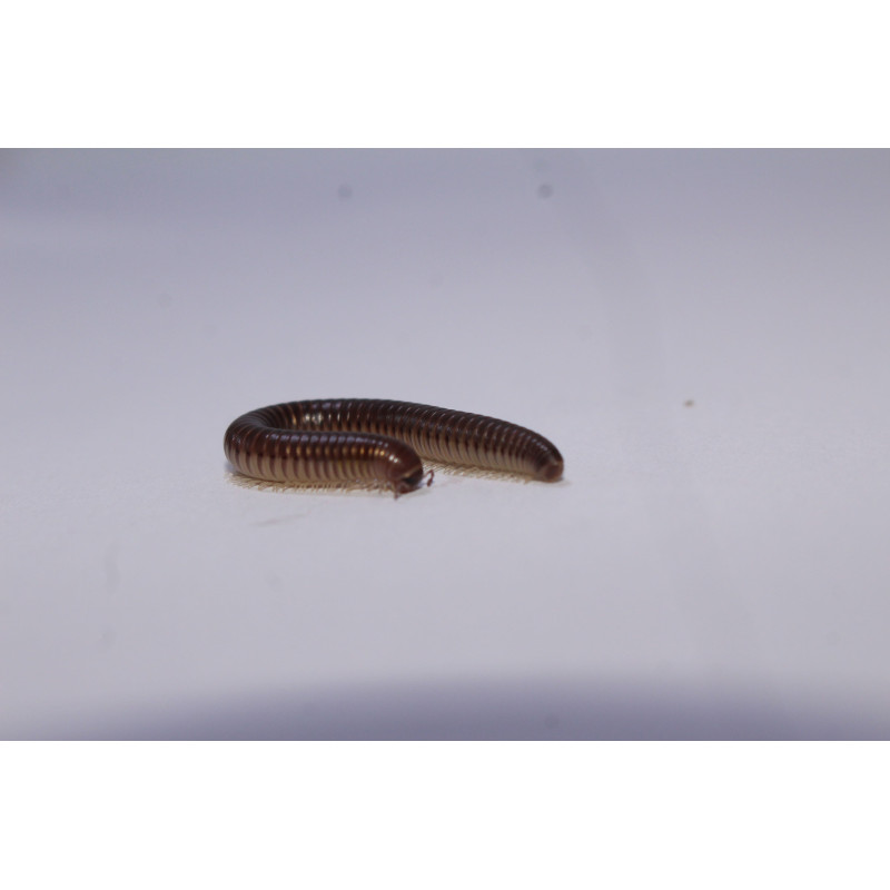 Ommatoilus moreleti