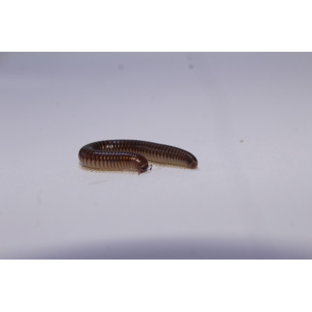 Ommatoilus moreleti