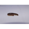 Ommatoilus moreleti