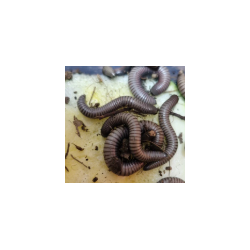 Ommatoilus rutilans