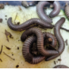 Ommatoilus rutilans