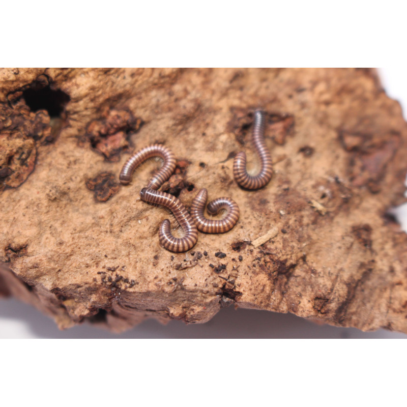 Atopochetus sp. Thaïland