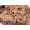 Atopochetus sp. Thaïland
