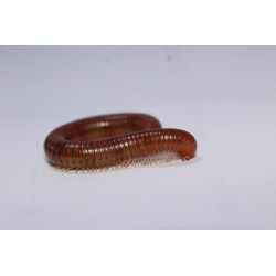 Spirostreptus sp.1