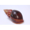 Lissachatina fulica white jade