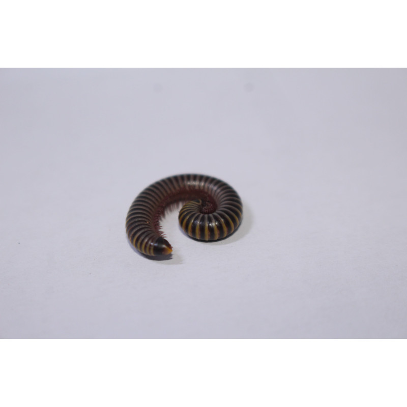 Anadenobolus molinicornis