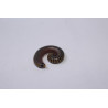 Anadenobolus molinicornis