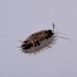 Porcellio laevis dalmatien