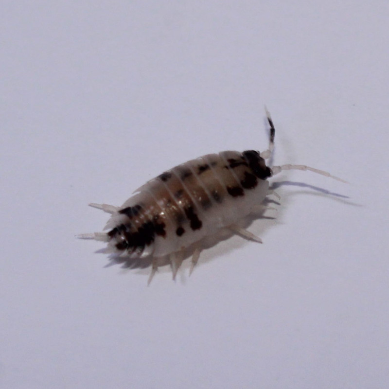 Porcellio laevis dalmatien