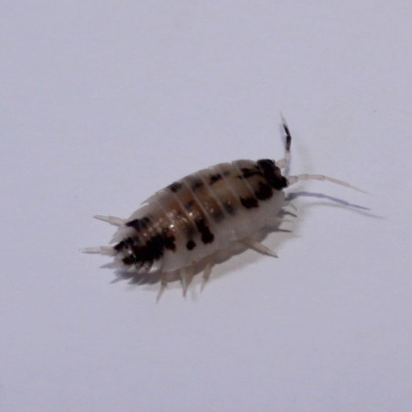 Porcellio laevis dalmatien