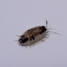 Porcellio laevis dalmatien