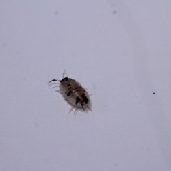 Porcellio laevis dalmatien