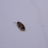 Porcellio laevis dalmatien