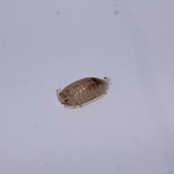 Porcellio laevis white