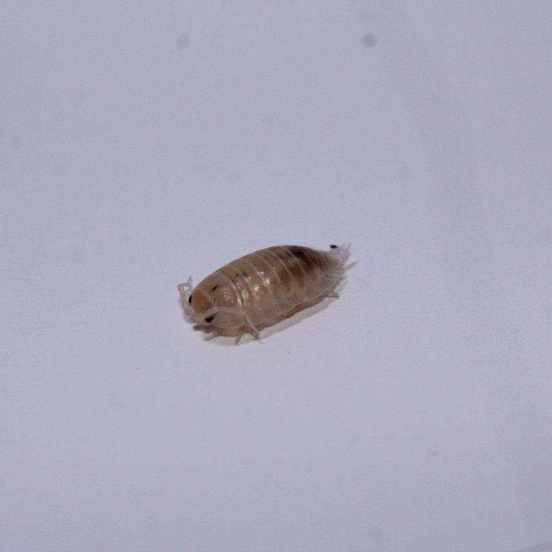 Porcellio laevis white