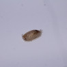 Porcellio laevis white