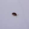 Porcellio baeticensis orange