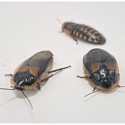 Blatte dubia