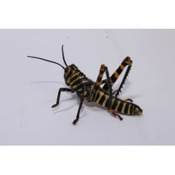 Tropidacris cristata