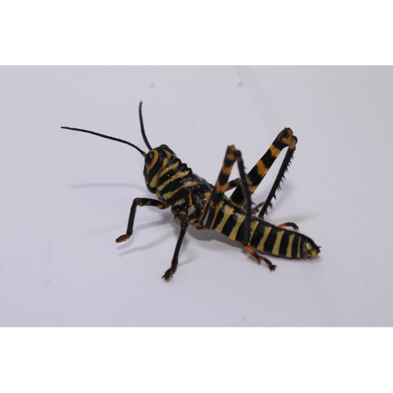 Tropidacris cristata