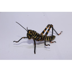 Tropidacris cristata