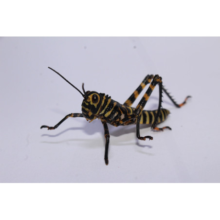 Tropidacris cristata
