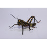Tropidacris cristata