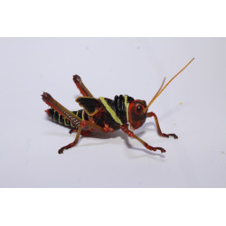 Tropidacris collaris