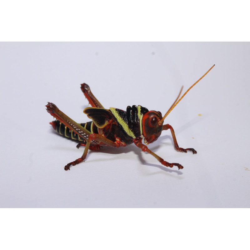 Tropidacris collaris