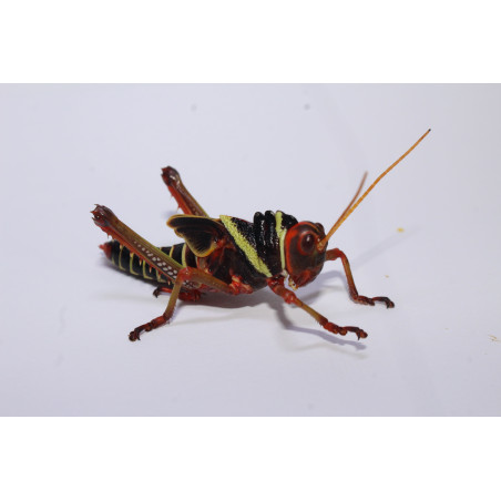 Tropidacris collaris