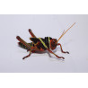 Tropidacris collaris