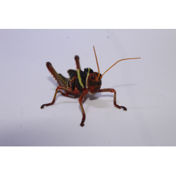 Tropidacris collaris
