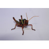 Tropidacris collaris