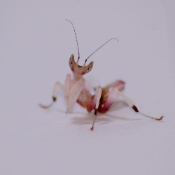 Hymenopus coronatus