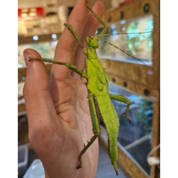 Heteropteryx dilatata