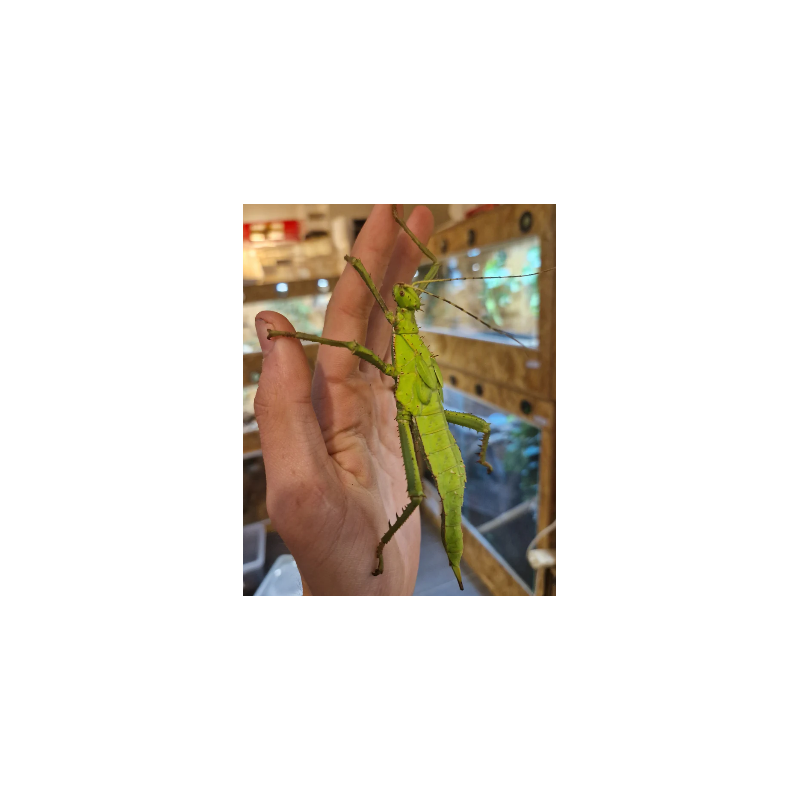 Heteropteryx dilatata