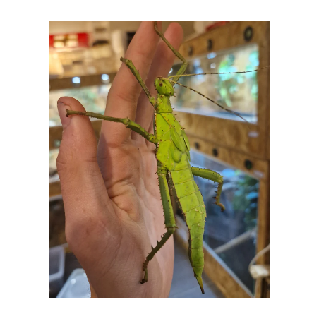 Heteropteryx dilatata